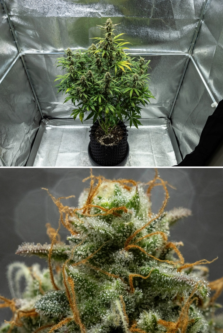 Hyperion F1 cannabis plant during week 10 of the grow report, showing harvest-ready resinous buds, frosty trichome coverage, orange pistils, fading leaves, and final ripening inside a grow tent.