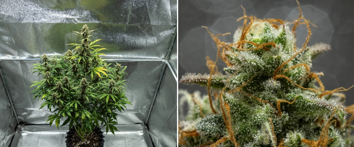 Hyperion F1 cannabis plant during week 10 of the grow report, showing harvest-ready resinous buds, frosty trichome coverage, orange pistils, fading leaves, and final ripening inside a grow tent.