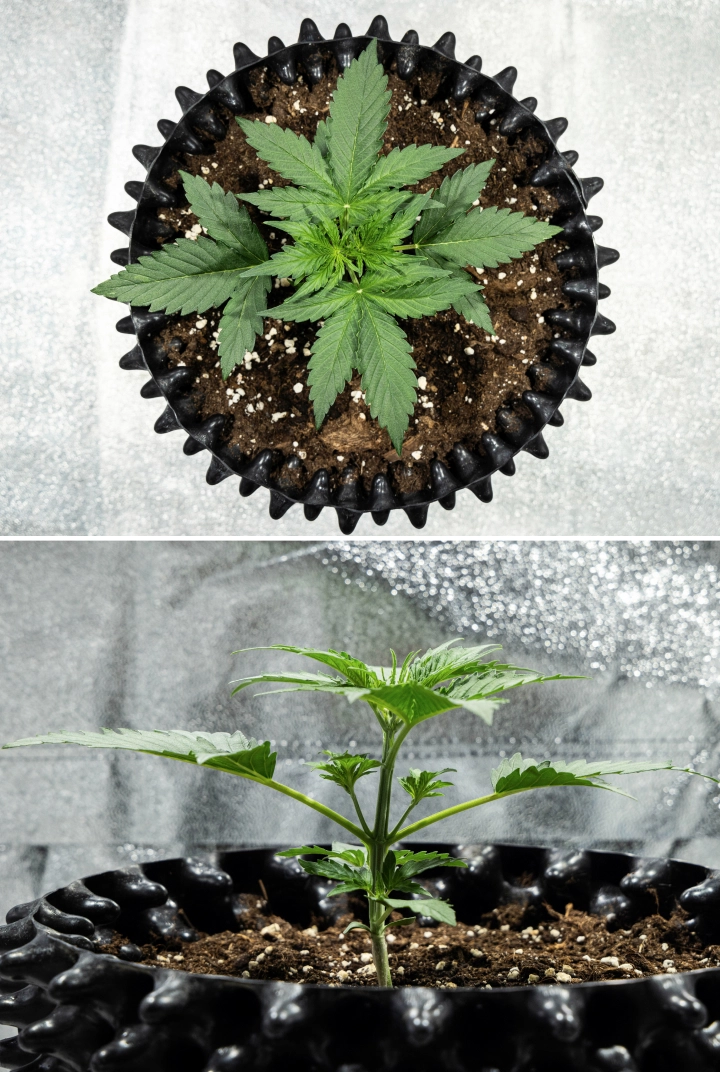 Hyperion F1 Grow Report: Week 2 Rapid Vegetative Growth Hyperion F1 cannabis plant during week 2 of the grow report, showing rapid vegetative growth, healthy green foliage, developing branches, sturdy stem structure, and a black air pot.