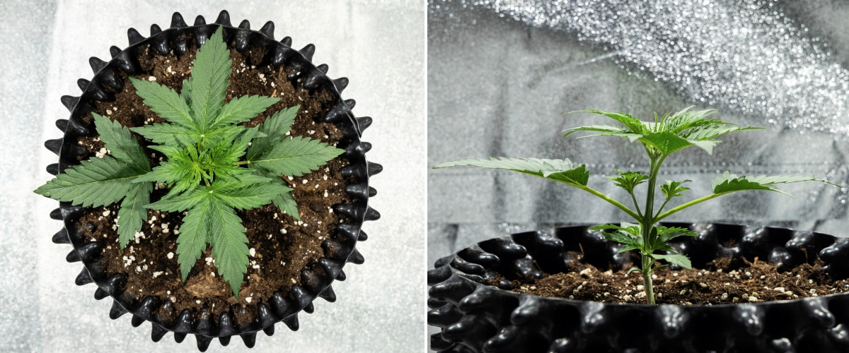 Hyperion F1 Grow Report: Week 2 Rapid Vegetative Growth Hyperion F1 cannabis plant during week 2 of the grow report, showing rapid vegetative growth, healthy green foliage, developing branches, sturdy stem structure, and a black air pot.
