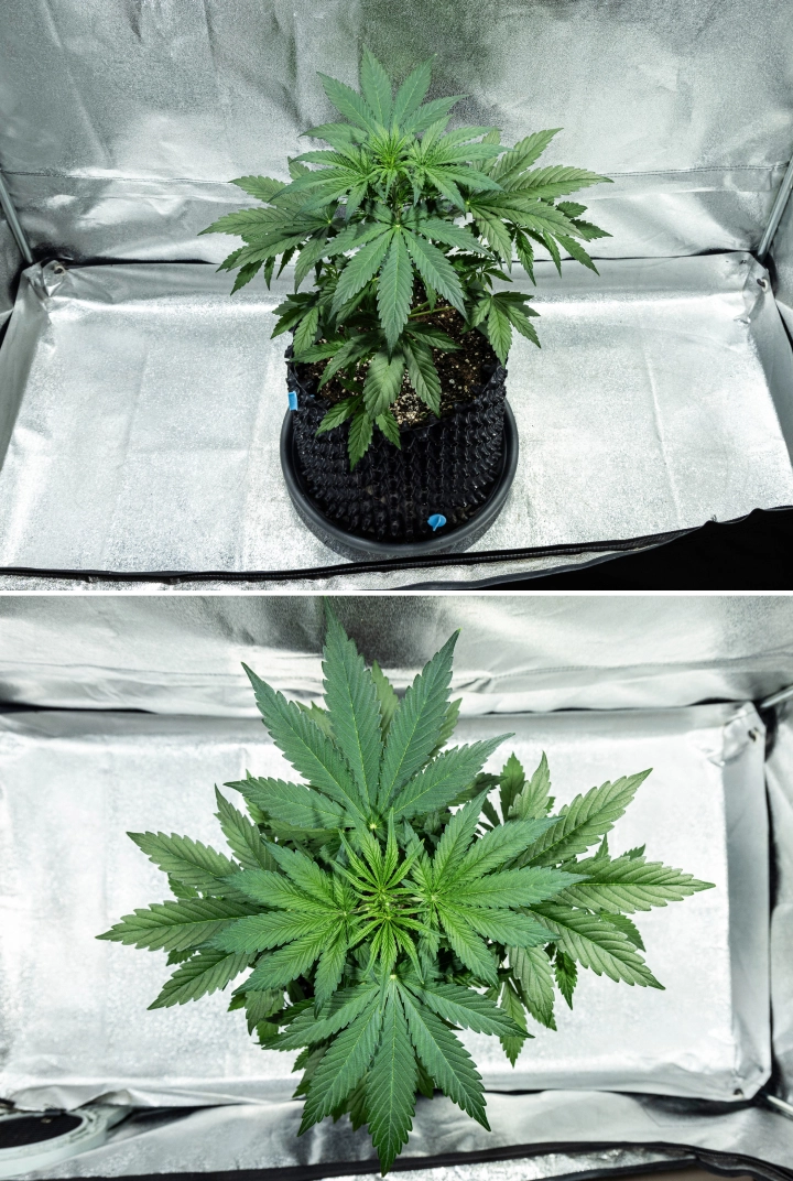 Hyperion F1 Grow Report: Week 3 Pre-Flowering Growth Hyperion F1 cannabis plant during week 3 of the grow report, showing vigorous vegetative growth, dense green foliage, strong branching, broad fan leaves, and a healthy canopy inside a grow tent.
