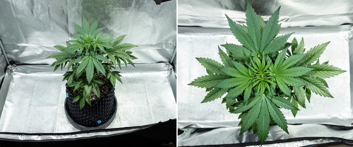 Hyperion F1 Grow Report: Week 3 Pre-Flowering Growth Hyperion F1 cannabis plant during week 3 of the grow report, showing vigorous vegetative growth, dense green foliage, strong branching, broad fan leaves, and a healthy canopy inside a grow tent.