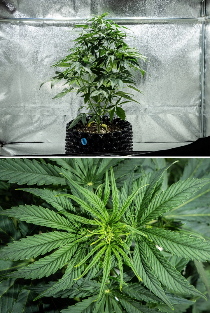 Hyperion F1 Grow Report: Week 4 Early Flowering Hyperion F1 cannabis plant during week 4 of the grow report, showing early flowering growth, strong vertical stretch, healthy green foliage, developing flower sites, and a vigorous structure inside a grow tent.