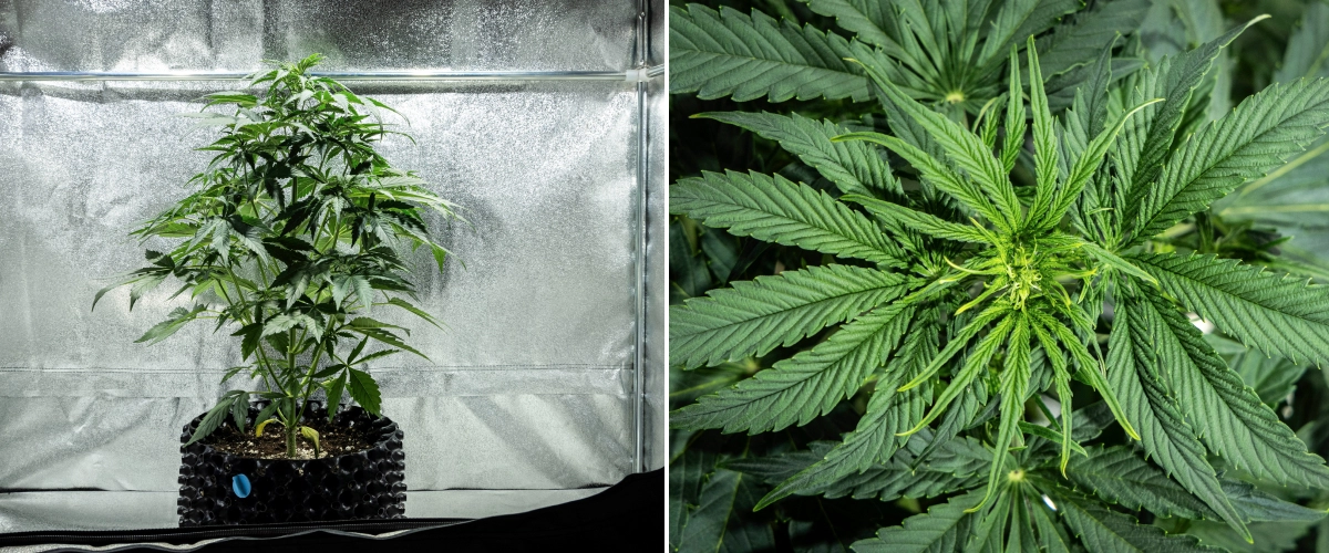 Hyperion F1 Grow Report: Week 4 Early Flowering Hyperion F1 cannabis plant during week 4 of the grow report, showing early flowering growth, strong vertical stretch, healthy green foliage, developing flower sites, and a vigorous structure inside a grow tent.