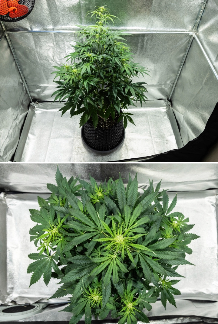 Hyperion F1 Grow Report: Week 5 Flowering Stretch Hyperion F1 cannabis plant during week 5 of the grow report, showing strong flowering stretch, dense green foliage, multiple developing flower sites, vigorous branching, and a full canopy inside a grow tent.