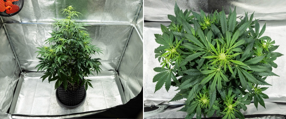 Hyperion F1 Grow Report: Week 5 Flowering Stretch Hyperion F1 cannabis plant during week 5 of the grow report, showing strong flowering stretch, dense green foliage, multiple developing flower sites, vigorous branching, and a full canopy inside a grow tent.