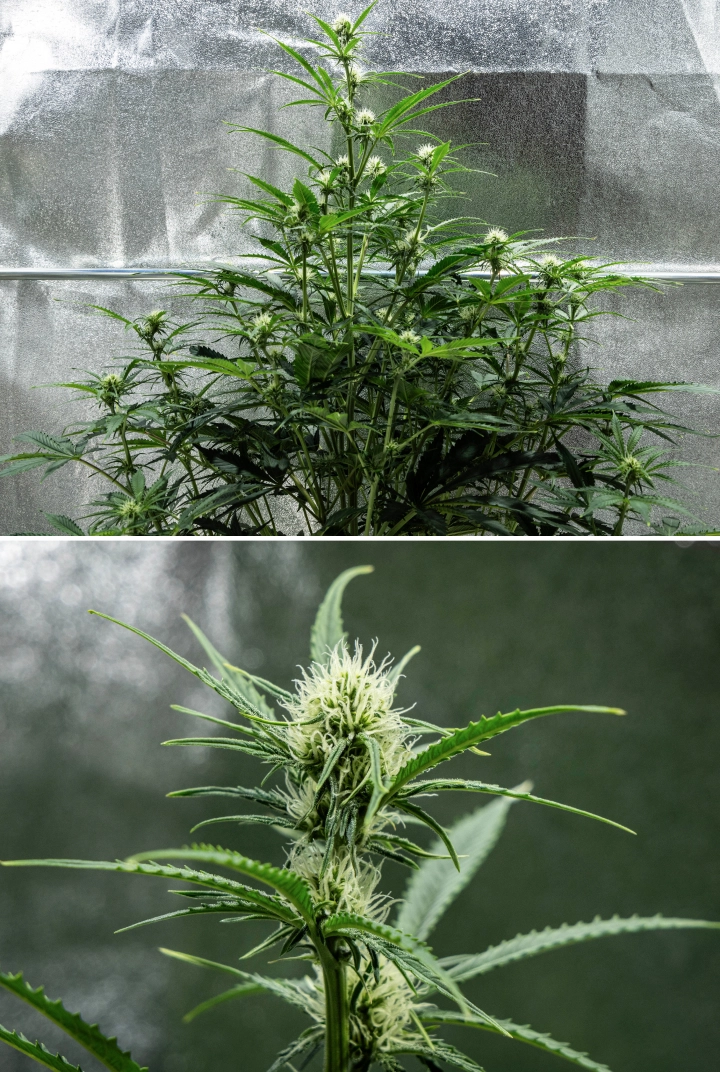 Hyperion F1 cannabis plant during week 6 of the grow report, showing tall flowering growth, resinous bud development, fresh white pistils, strong branching, and healthy green foliage inside a grow tent.