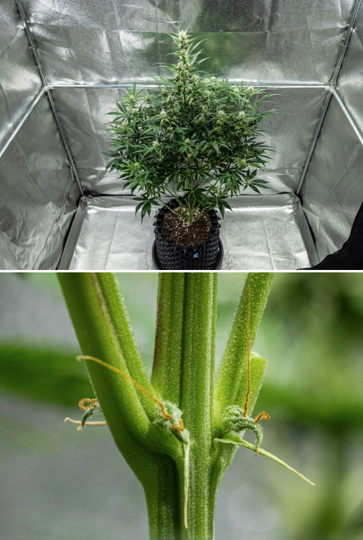 Hyperion F1 cannabis plant during week 7 of the grow report, showing tall flowering growth, developing resinous buds, early orange pistils, strong stems, and visible CalMag deficiency symptoms inside a grow tent.