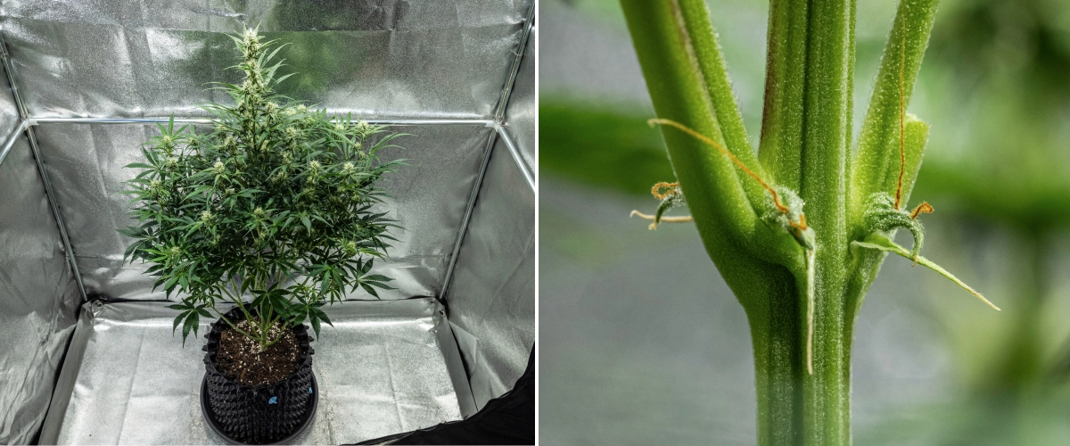 Hyperion F1 cannabis plant during week 7 of the grow report, showing tall flowering growth, developing resinous buds, early orange pistils, strong stems, and visible CalMag deficiency symptoms inside a grow tent.