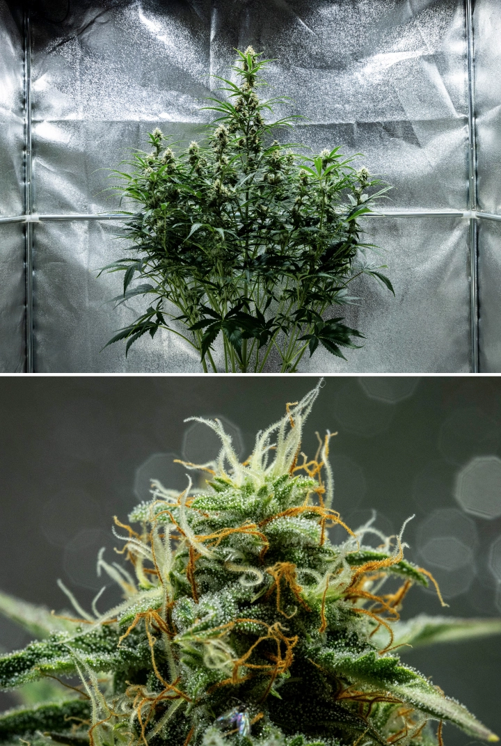 Hyperion F1 cannabis plant during week 8 of the grow report, showing sticky resinous buds, frosty trichome coverage, orange and white pistils, tall flowering colas, and late-flowering development inside a grow tent.