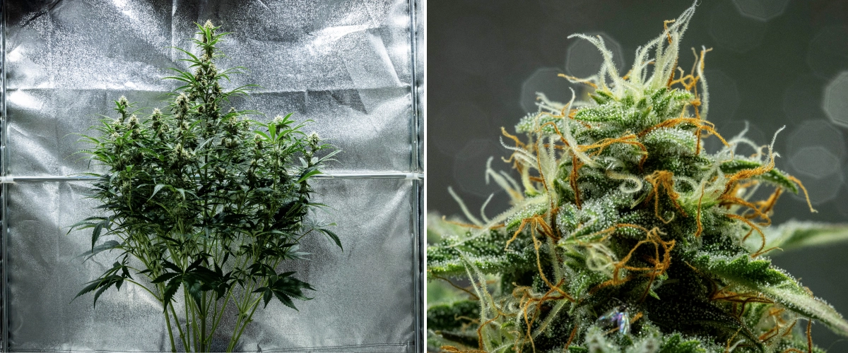 Hyperion F1 cannabis plant during week 8 of the grow report, showing sticky resinous buds, frosty trichome coverage, orange and white pistils, tall flowering colas, and late-flowering development inside a grow tent.