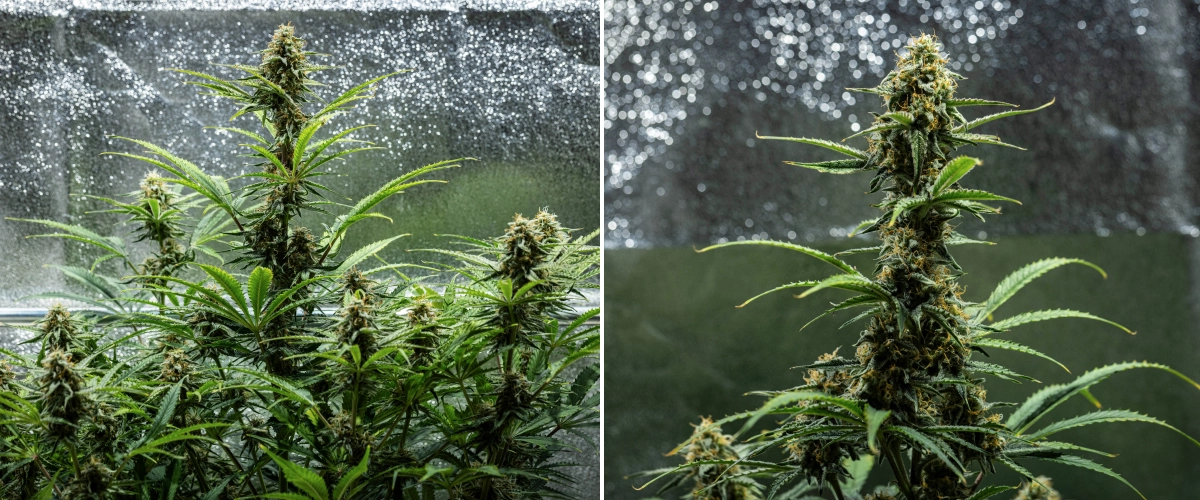 Hyperion F1 cannabis plant during week 9 of the grow report, showing mature flowering colas, resinous buds, orange pistils, fading leaves, and final ripening inside a grow tent.