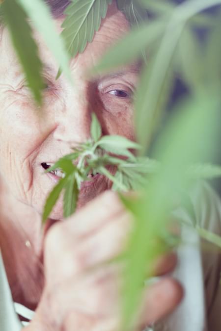 Parkinson Cannabis Royal Queen Medical Strain Chronic pain Alzheimer Arthritis Depression