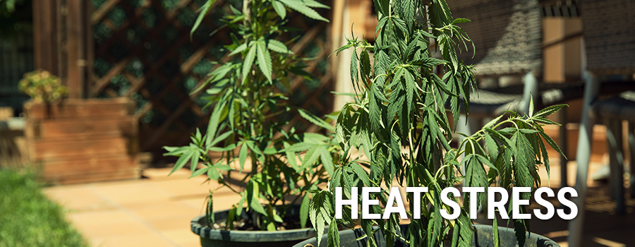 Heat Stress Cannabis Plants