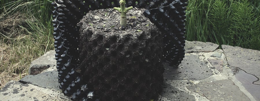 Air Pruning Cannabis Plant