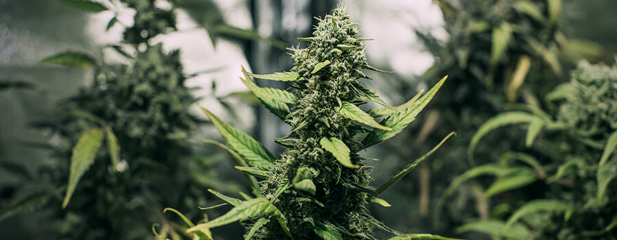 Christmas Tree-Like Shape Cannabis Plant