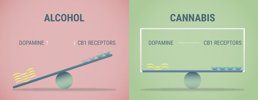 Alcohol And Cannabis Effects