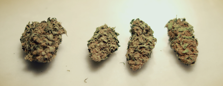 How To Differentiate Good From Bad Quality Marijuana Buds Rqs Blog