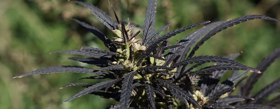 Temperatures Too Cold For Cannabis Plant
