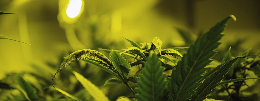 The Optimal Amount Of Light For Cannabis Plants