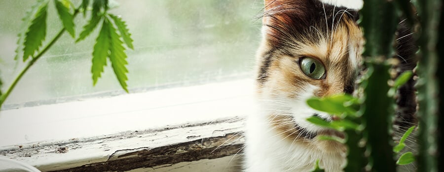 CBD Oil For Cats: How Does It Work? - RQS Blog