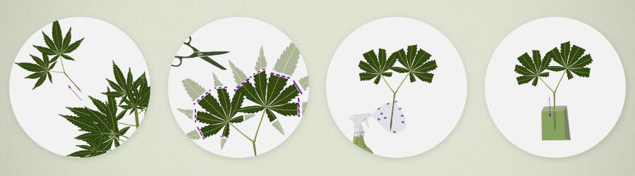 The Benefits of Using Mother Plants The Benefits of Using Mother Plants