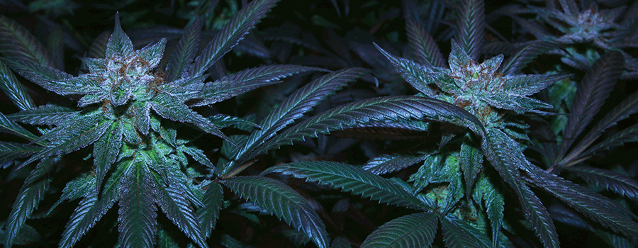 How To Clone Autoflowering Cannabis Strains