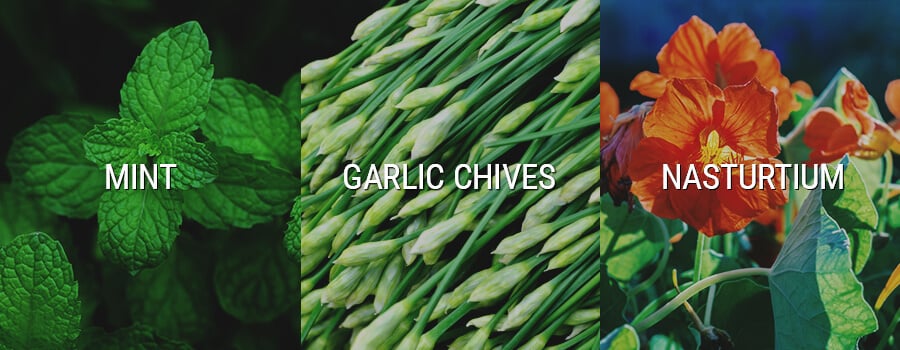 Mint, Garlic Chives And Nasturtium Companion Cannabis Plants