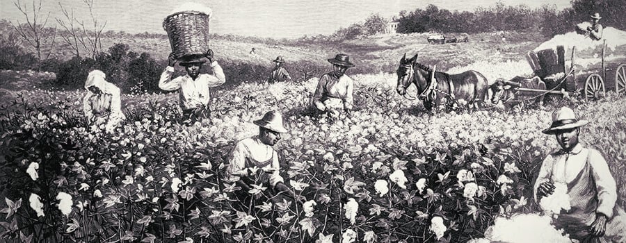 Cotton Field