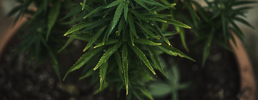 Nutrient LockOut Cannabis Plant