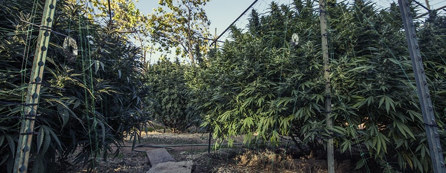 Cannabis Outdoor Plantation For Birds