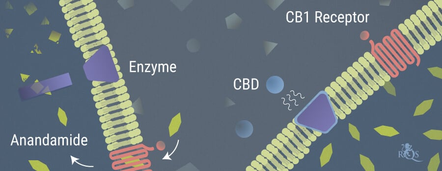 How Do THC and CBD Affect Anandamide?
