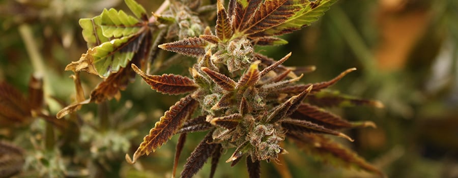 Micronutrients And Macronutrients Cannabis Fertilizer