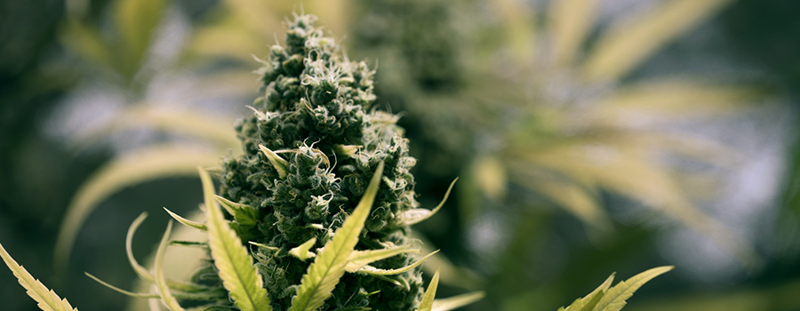 Flowering Period Cannabis Growing
