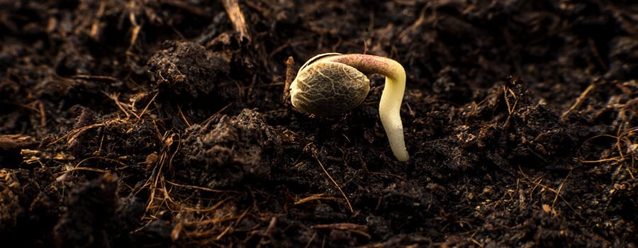 Cannabis Seed Germinated