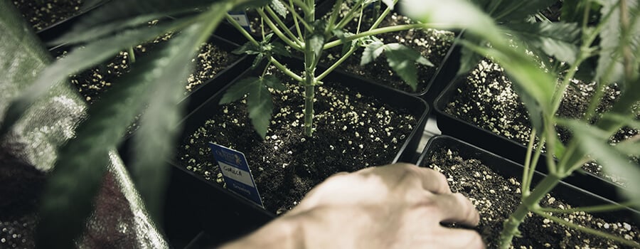 Cannabis Soil Cultivation