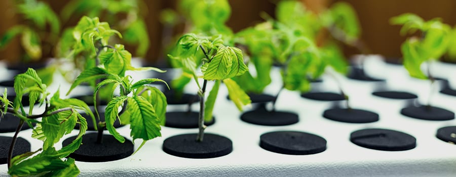 Hydroponic Growing