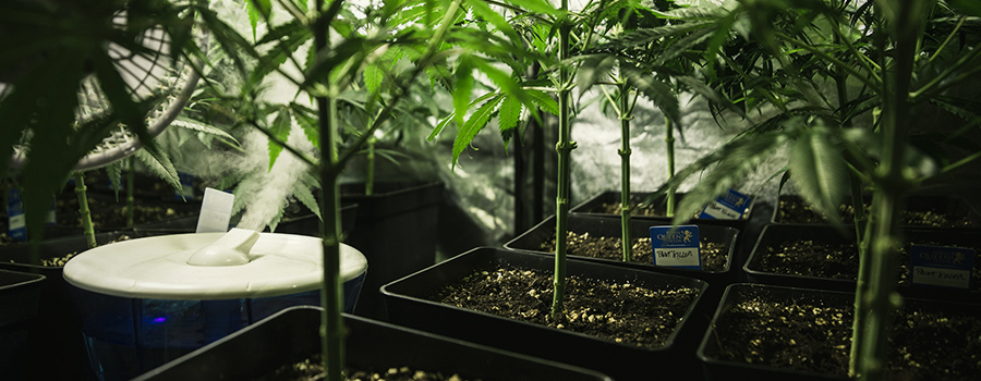 Humidifier Device Cannabis Growing