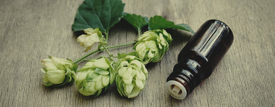 CBD From Hops Humulus Oil