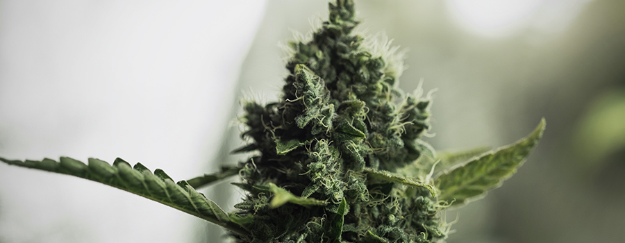 Flowering Cannabis
