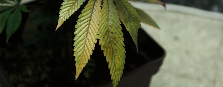 Leaf Septoria Cannabis Plant