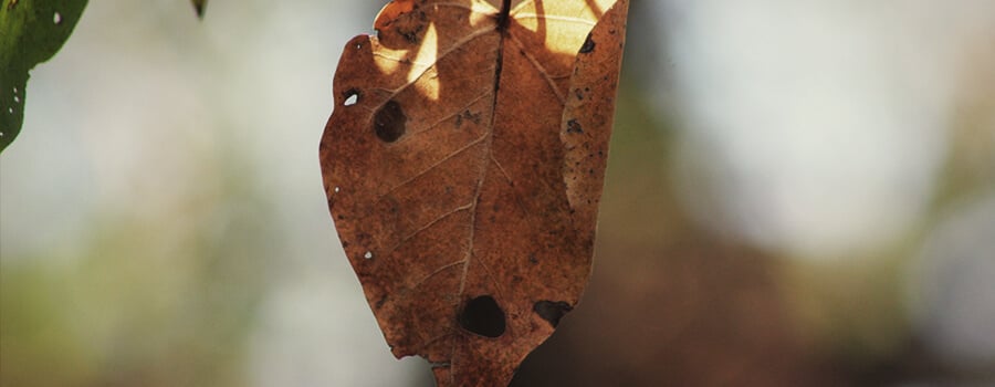 Alternaria Fungus on Leaf