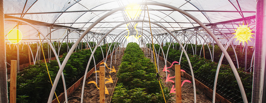Side Lighting Cannabis GreenHouse
