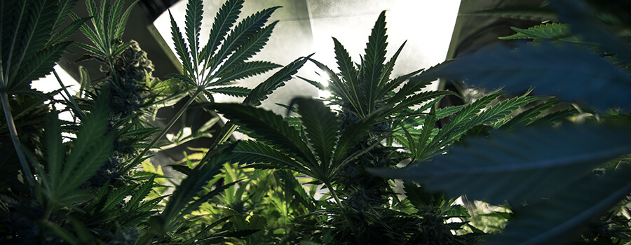 Light For Cannabis