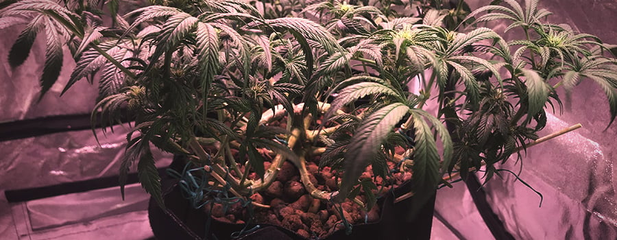 Training In Cannabis Plant