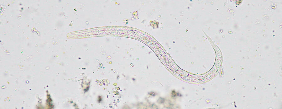 Soil miscroscopic view