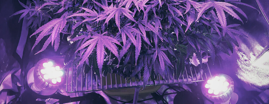 Training Techniques Cannabis Side Lighting 