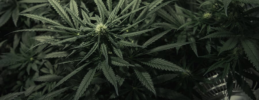 Marijuana Indoor Cultivation