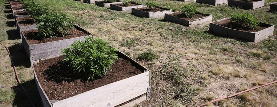 Cannabis Growing Outdoors In Pots