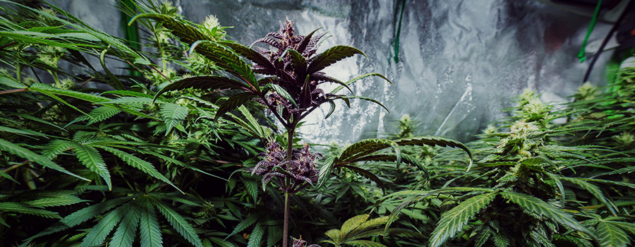Purple Cannabis Plant 